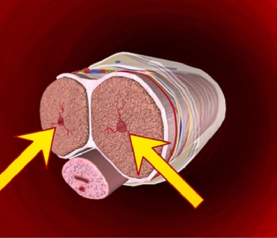 Nerve & Muscle Support