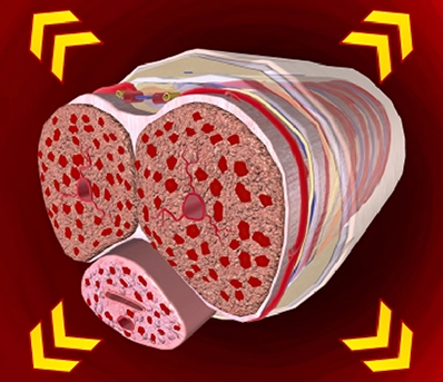 Cellular Vitality