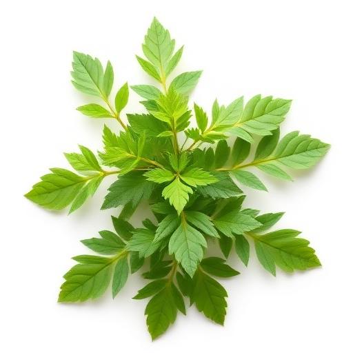 Horny Goat Weed